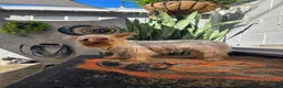 Yorkshire Terrier dogs for sale: Hercules  - Ad 8