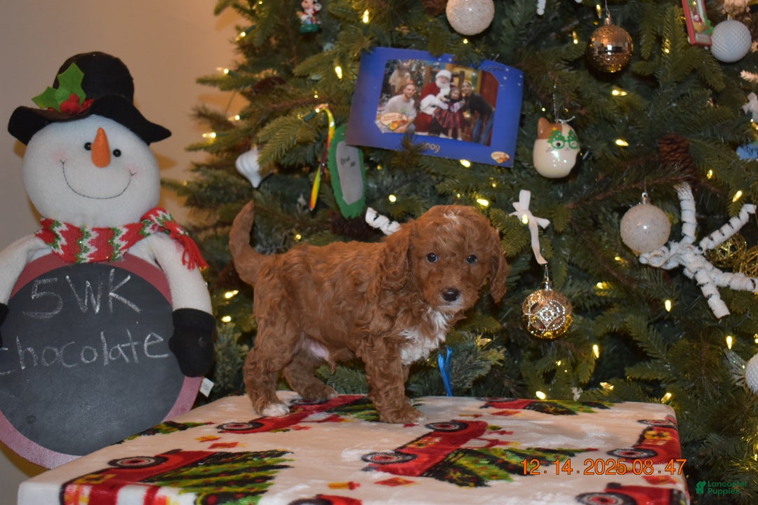 Cavapoo dogs for sale: Chocolate  - Ad 6