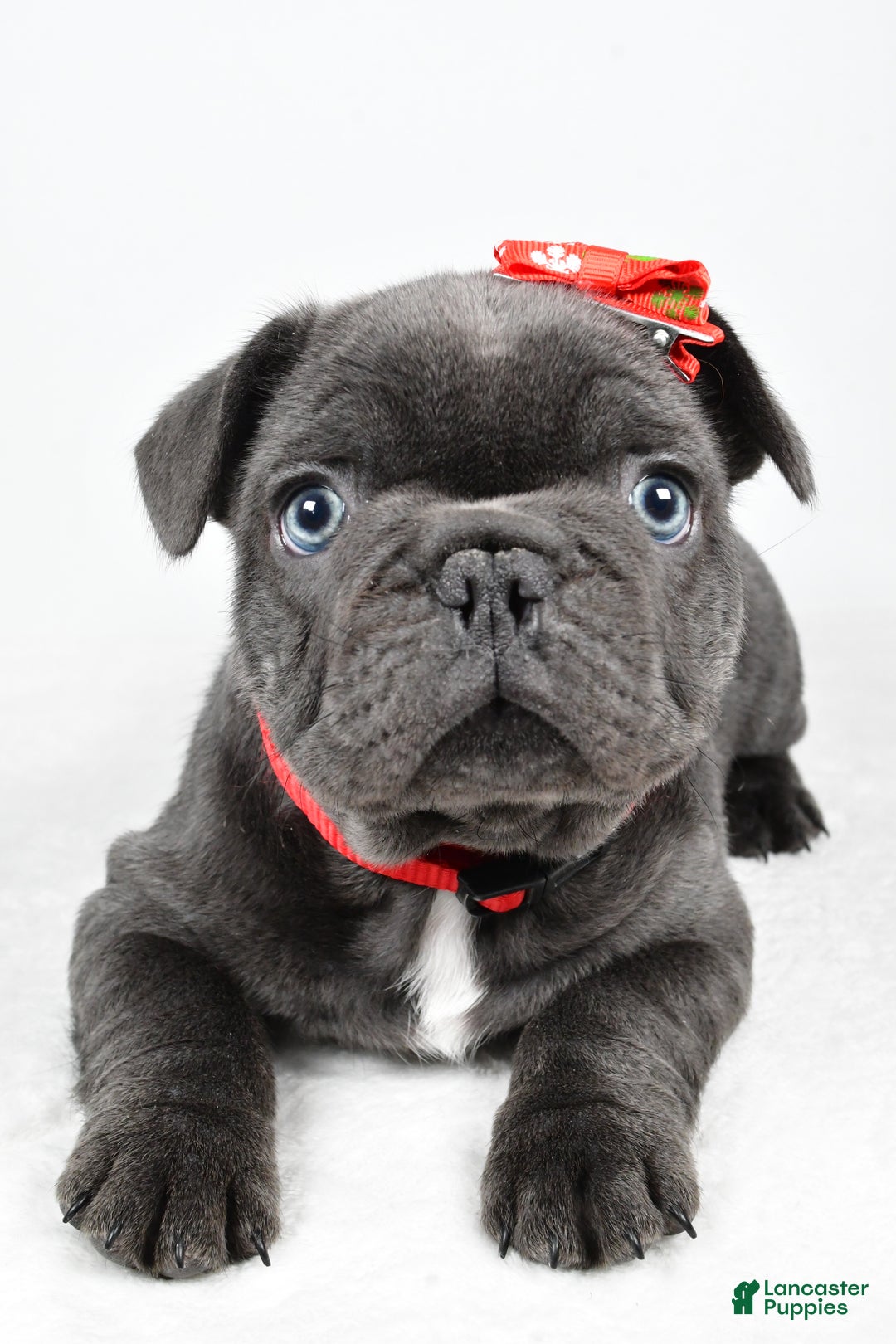 French Bulldog dogs for sale: Austin  - Ad 4