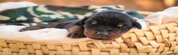 Doberman Pinscher dogs for sale: Cedric - Ad 6