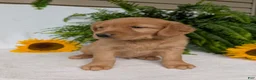 Golden Retriever dogs for sale: Commet - Ad 5