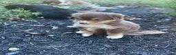 Miniature Australian Shepherd dogs for sale: Poppy - Ad 3