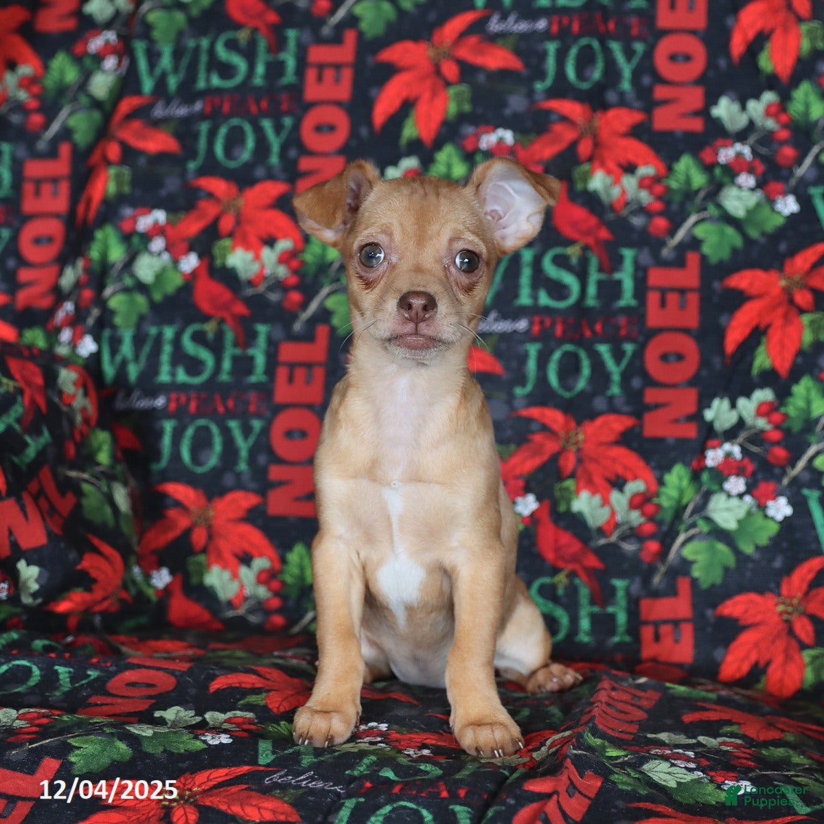 Chihuahua dogs Lexi   - Ad 40