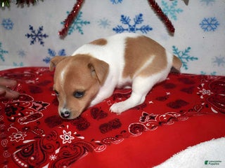 Jack Russell Terrier dogs Buttercup - Ad 14