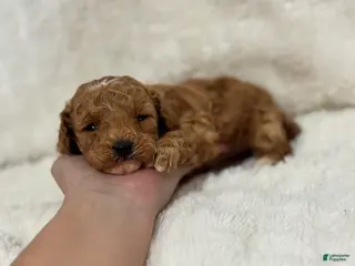 Toy Poodle dogs Leo - Ad 42