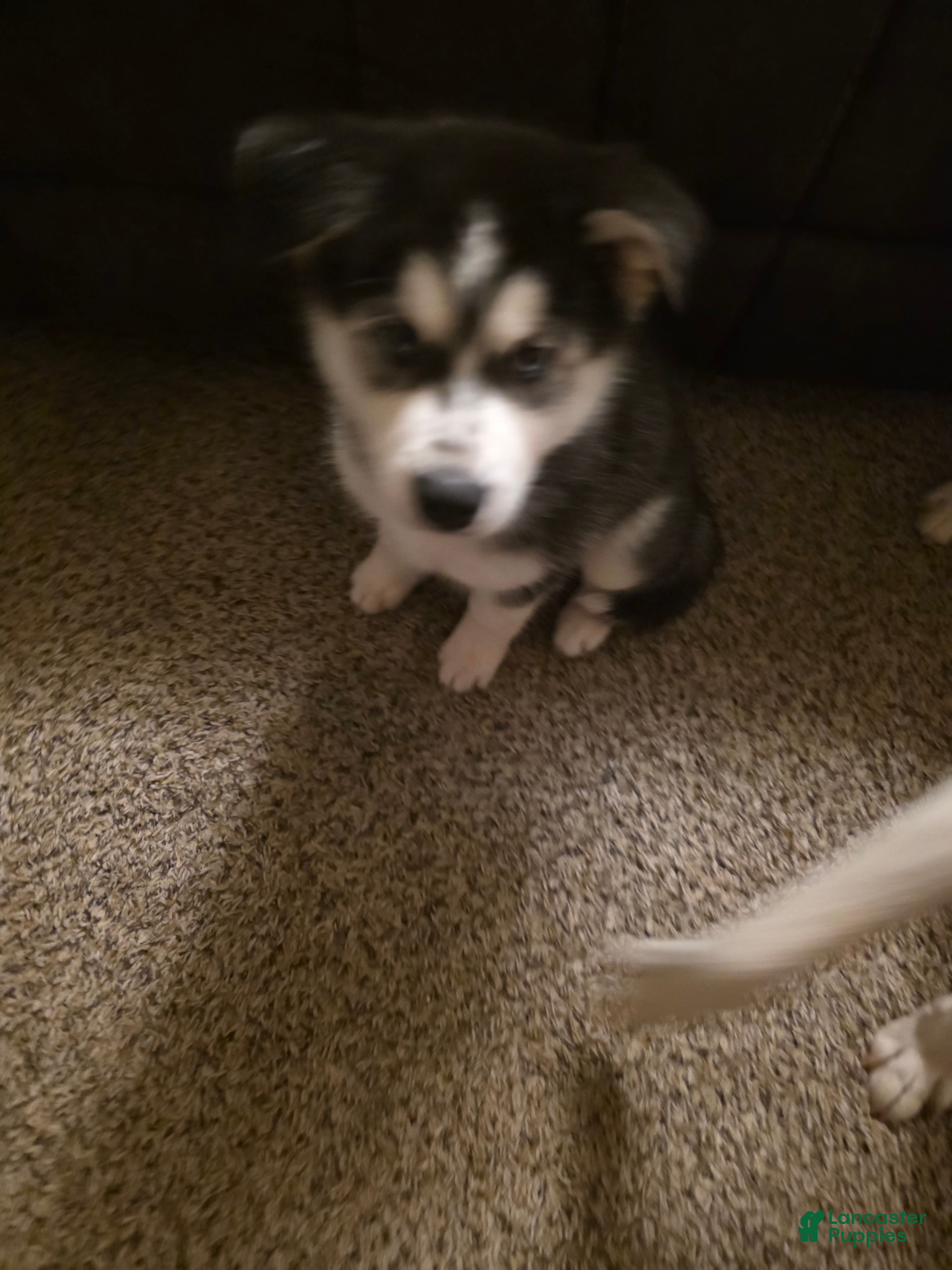 Siberian Husky dogs Spot  (Spoticus) - Ad 1