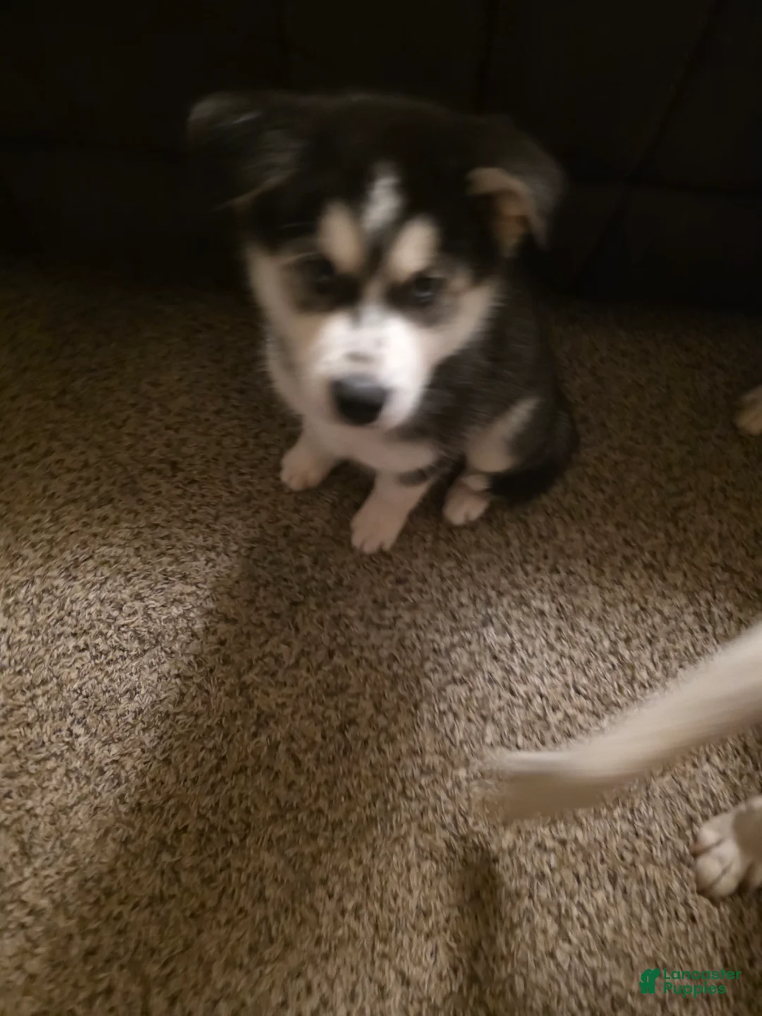 Siberian Husky dogs for sale: Spot  (Spoticus) - Ad 1