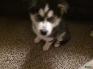 Siberian Husky dogs for sale: Spot (Spoticus) - Ad 1