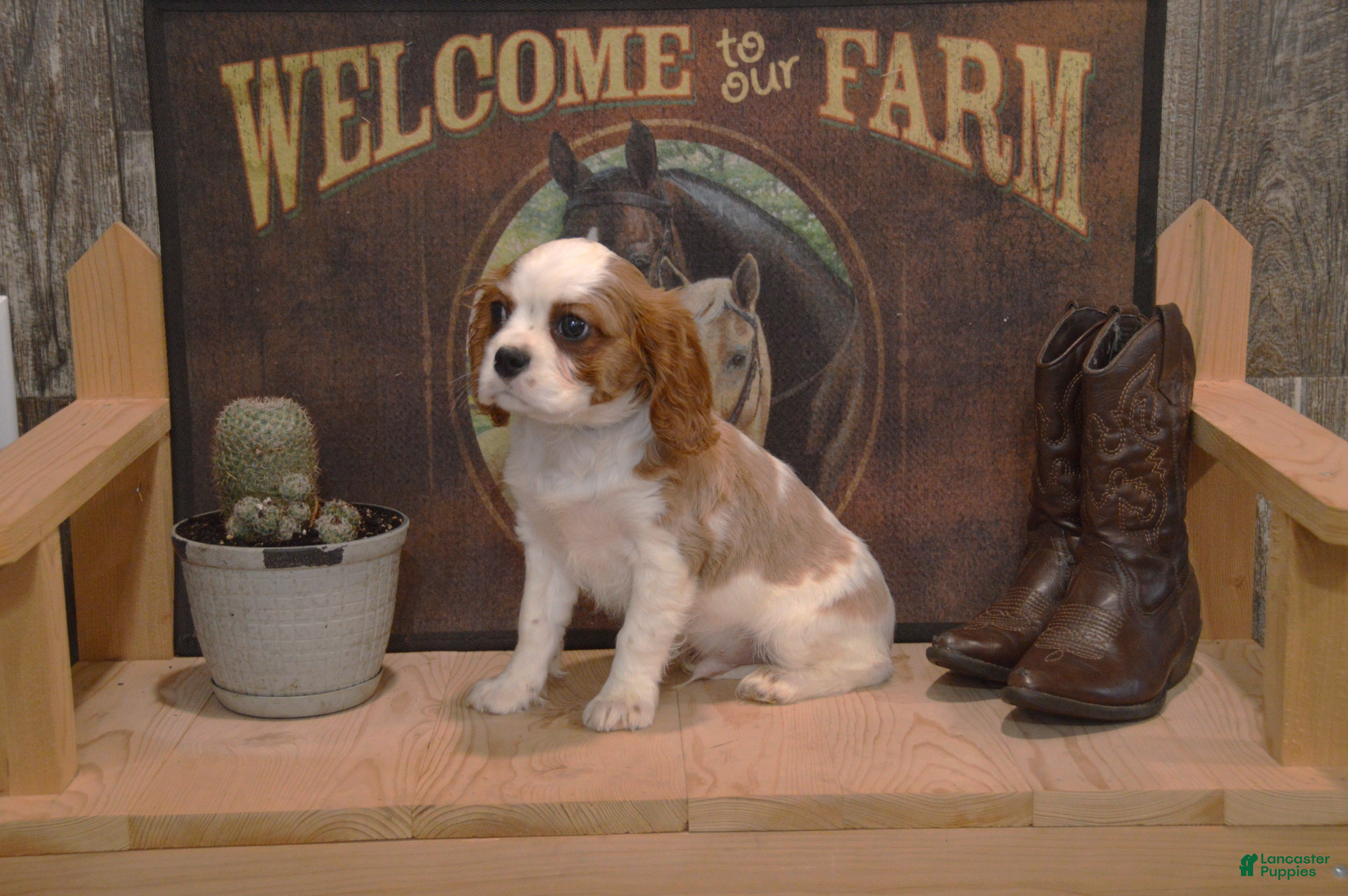 Cavalier King Charles Spaniel dogs Delmar - Ad 2