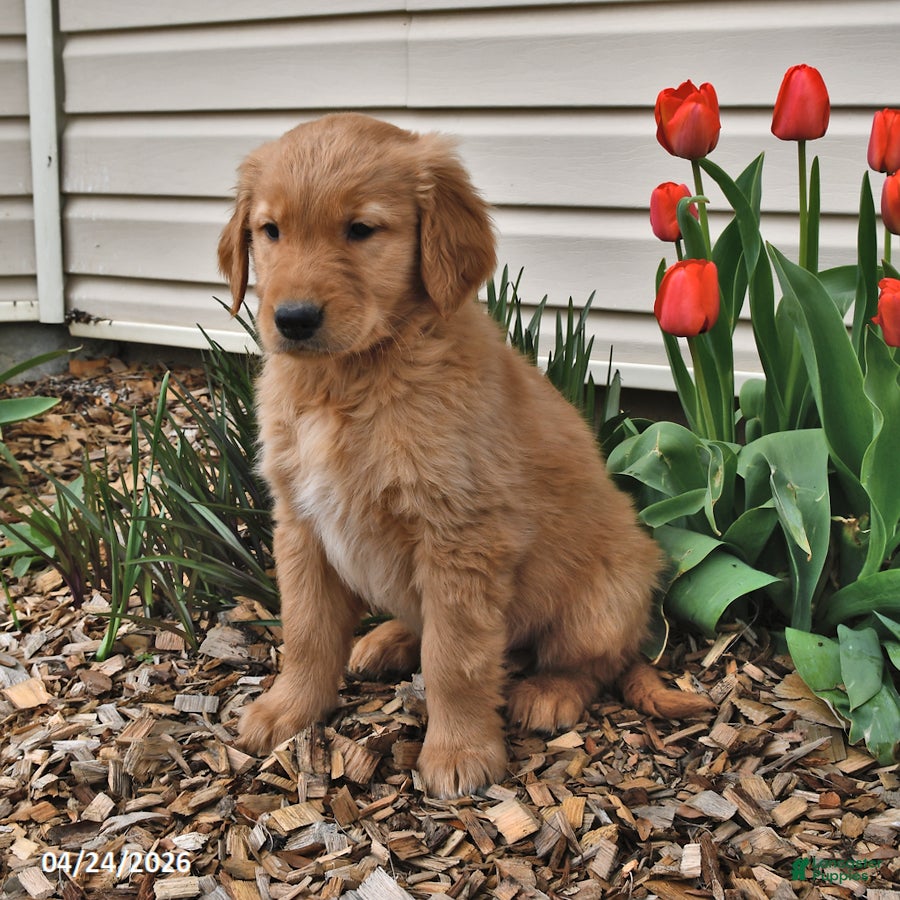 Golden Retriever dogs Troy - Ad 2