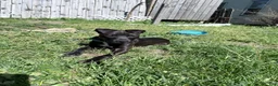 American Pit Bull Terrier dogs for sale: American Pit Bull Terrier Puppy 1 - Ad 4