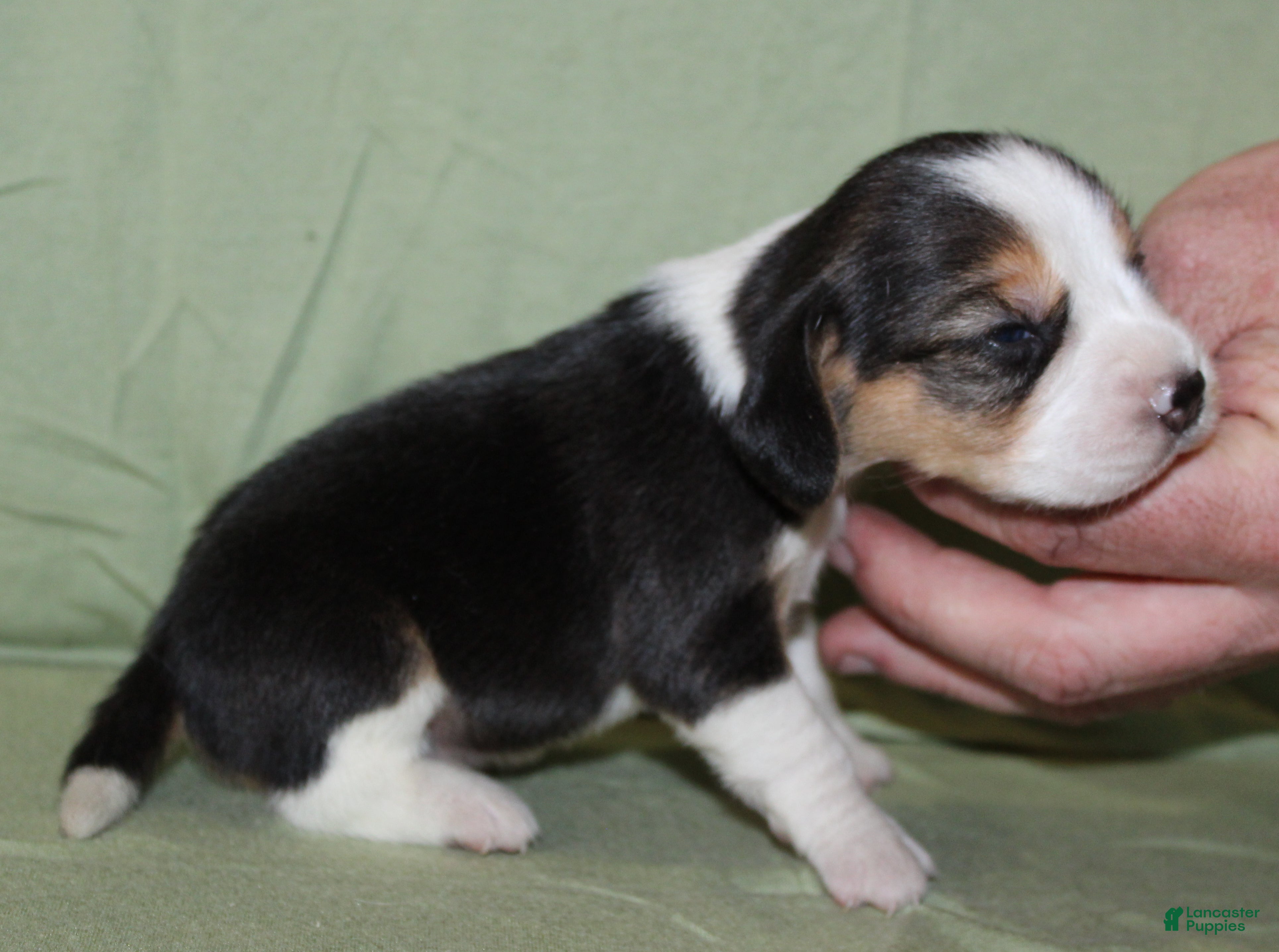 Beagle dogs Gavin - Ad 6