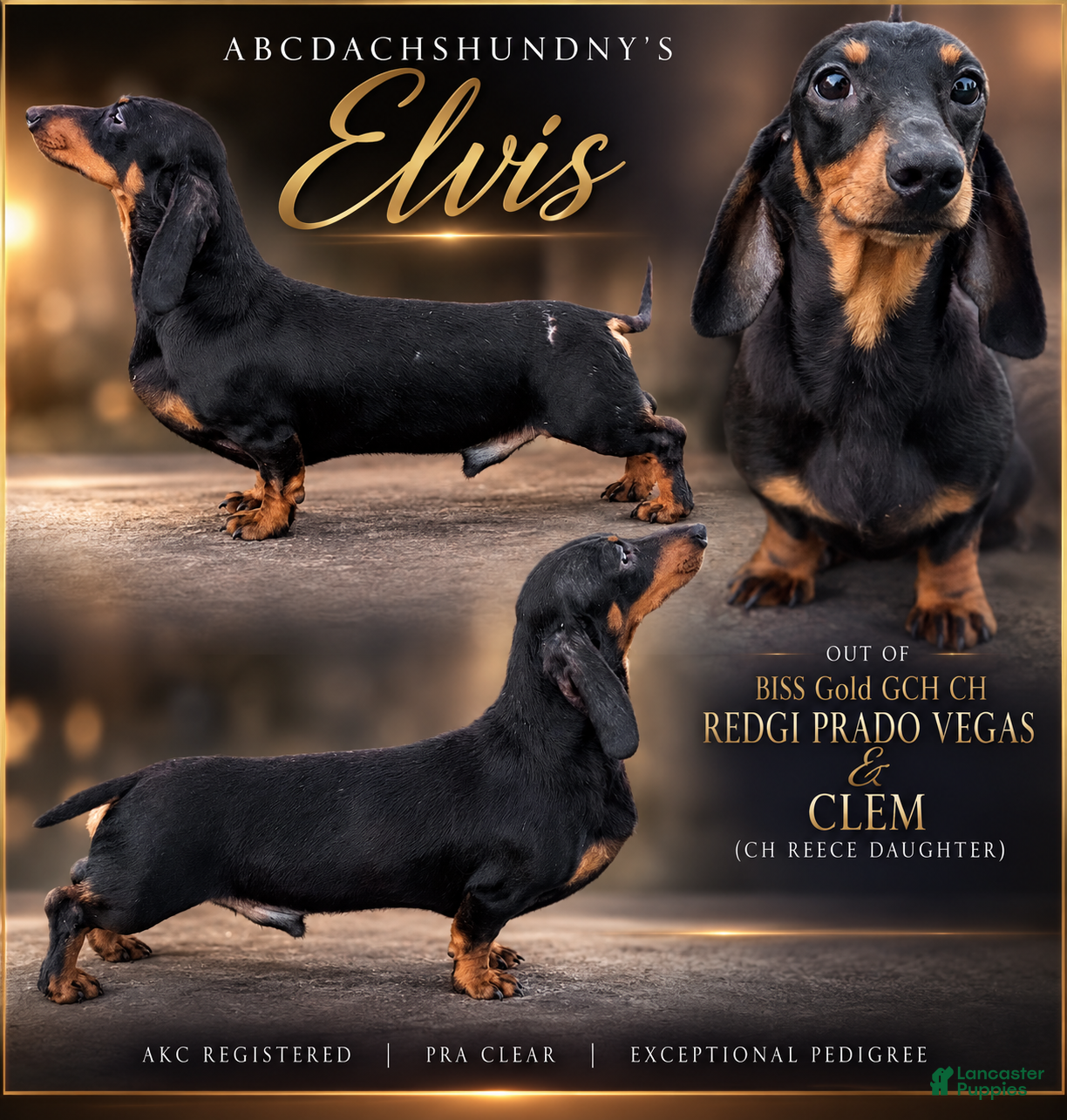 Miniature Dachshund dogs BISS GOLD GCH AKC SIRE - Ad 9