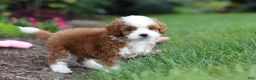 Cavapoo dogs for sale: Brody - Ad 4