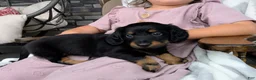 Miniature Dachshund dogs for sale: Miniature Dachshund 1 - Ad 1
