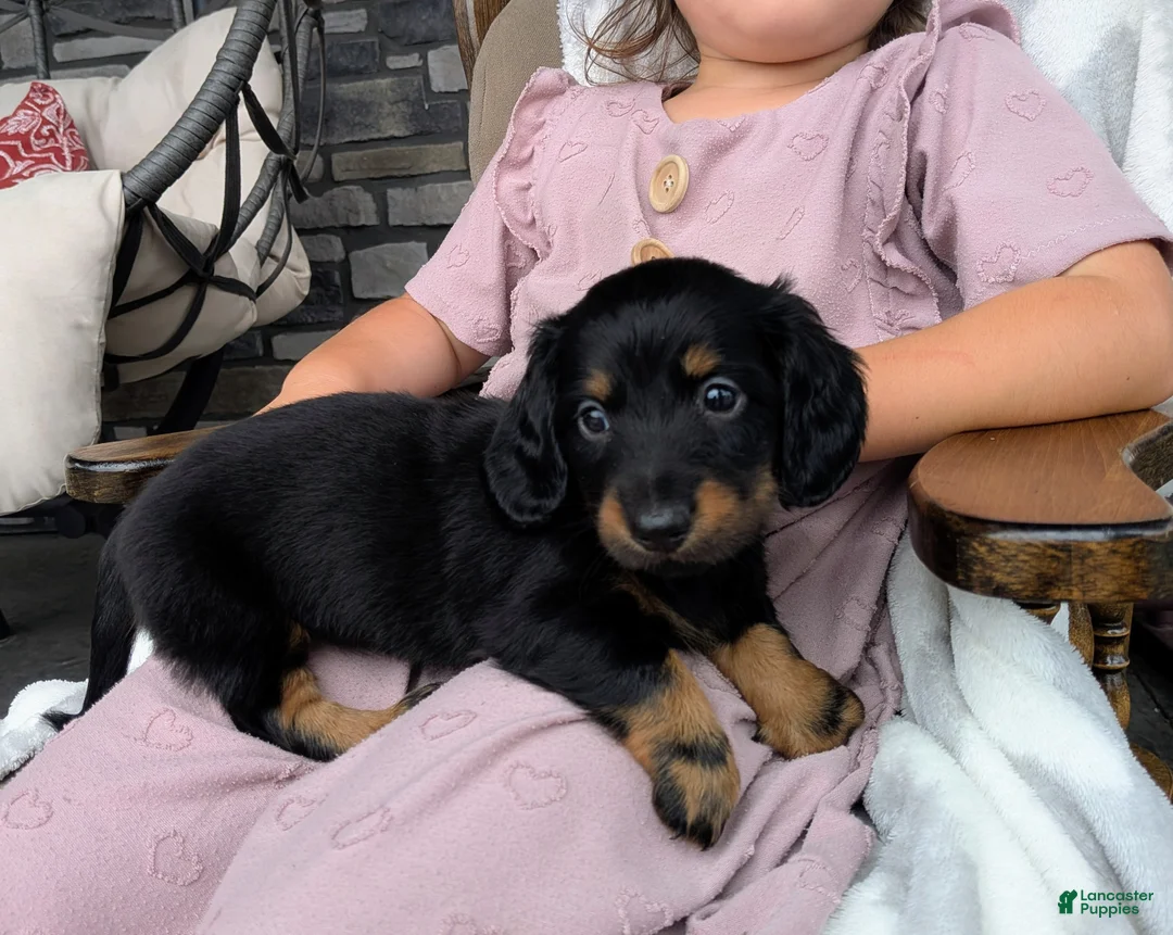 Miniature Dachshund dogs for sale: Miniature Dachshund 1 - Ad 1