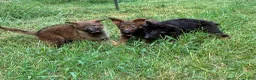 German Shepherd dogs for sale: German Shepherd Female - Ad 3