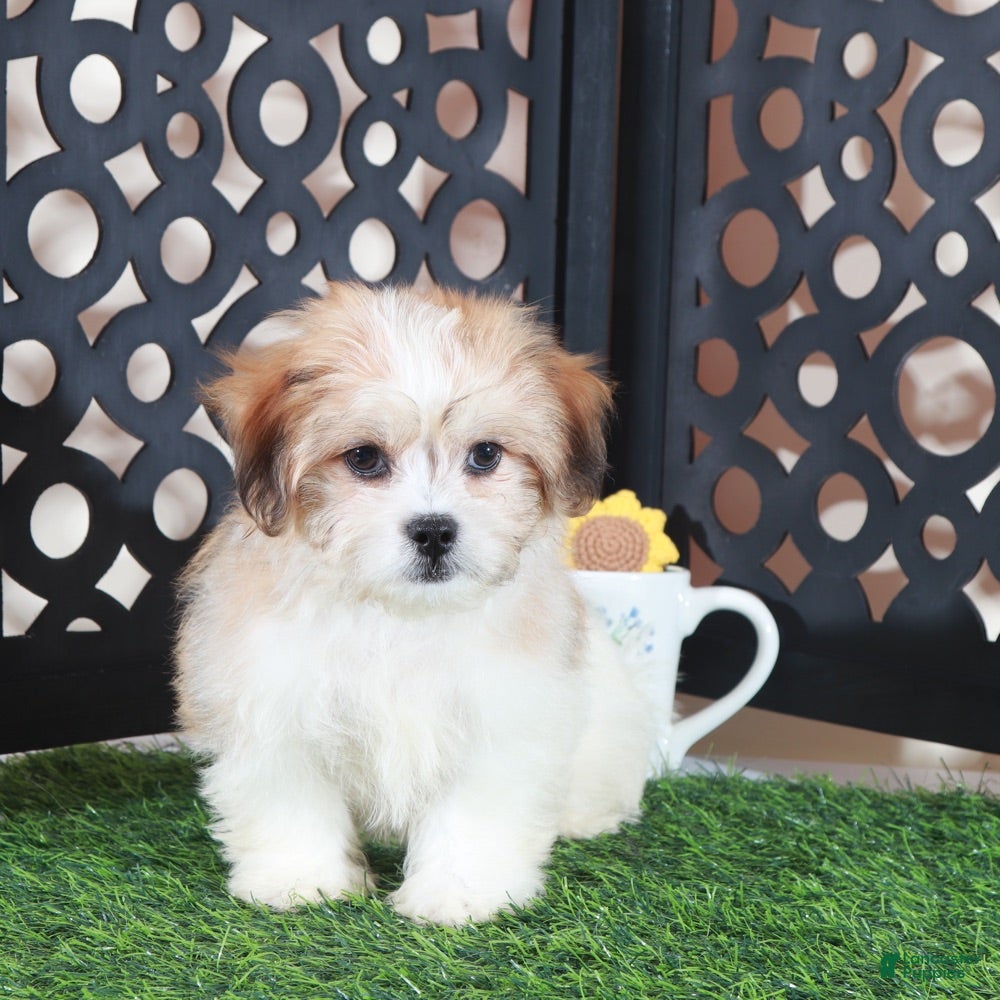 Teddy Bear dogs Nico Handsome Male Teddy Bear Puppy - Ad 2