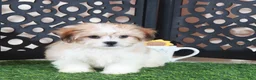 Teddy Bear dogs for sale: Nico Handsome Male Teddy Bear Puppy - Ad 2