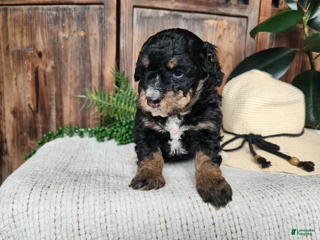 Mini Bernedoodle dogs for sale: Karly - Ad 2