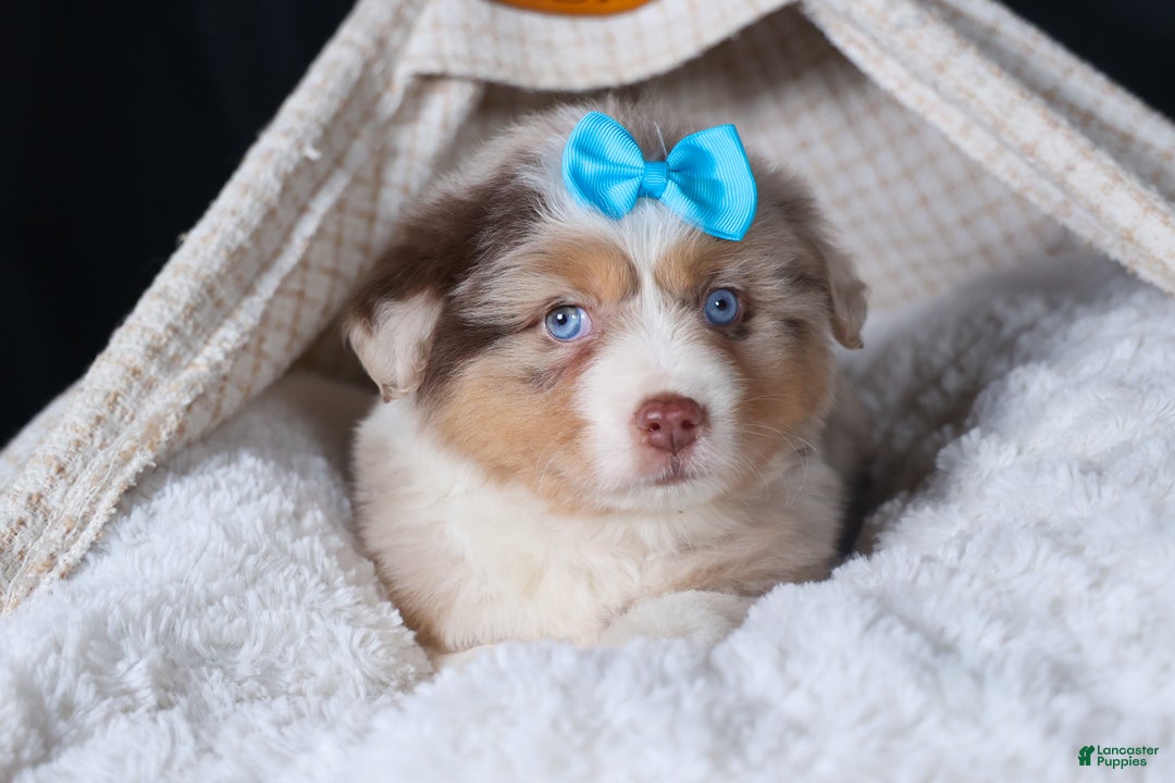 Miniature Australian Shepherd dogs for sale: SCOOTER - Ad 20