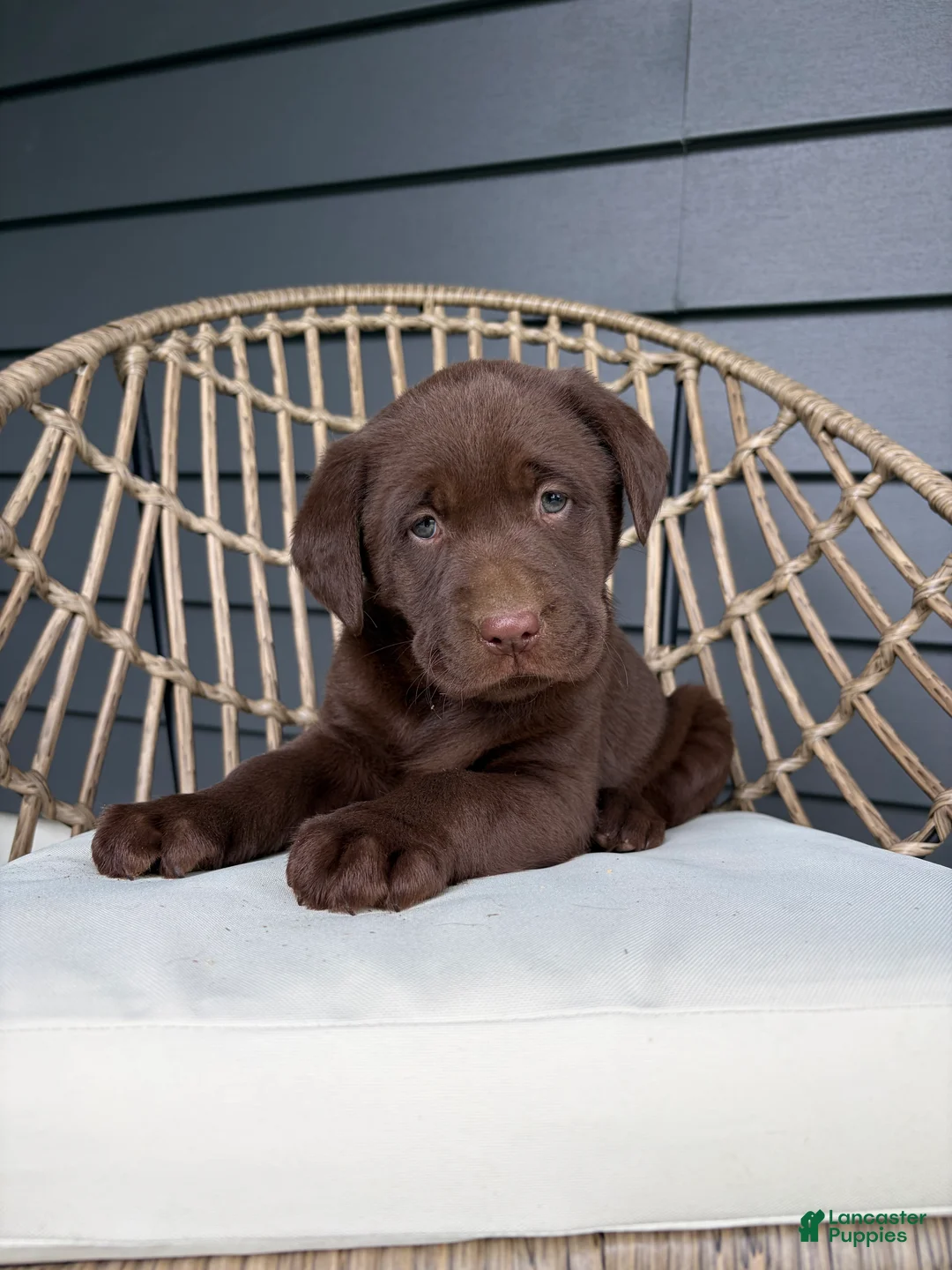 Labrador Retriever dogs for sale: Callie - Ad 2