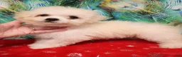 Bichon Frise dogs for sale: Snow  - Ad 11