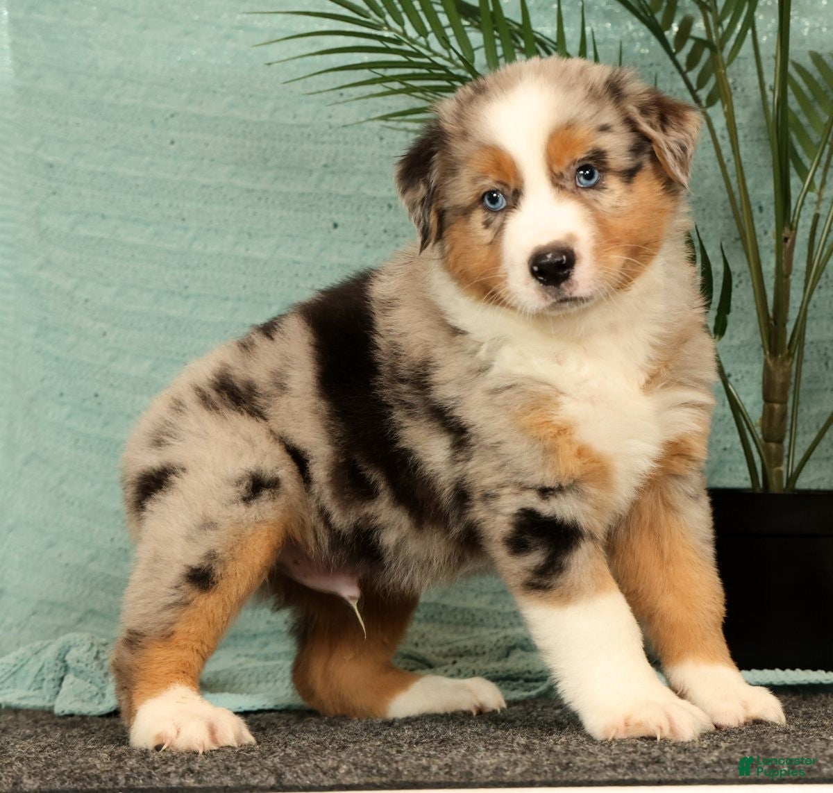Miniature Australian Shepherd dogs Jasper - Ad 2