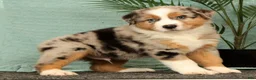 Miniature Australian Shepherd dogs for sale: Jasper - Ad 2