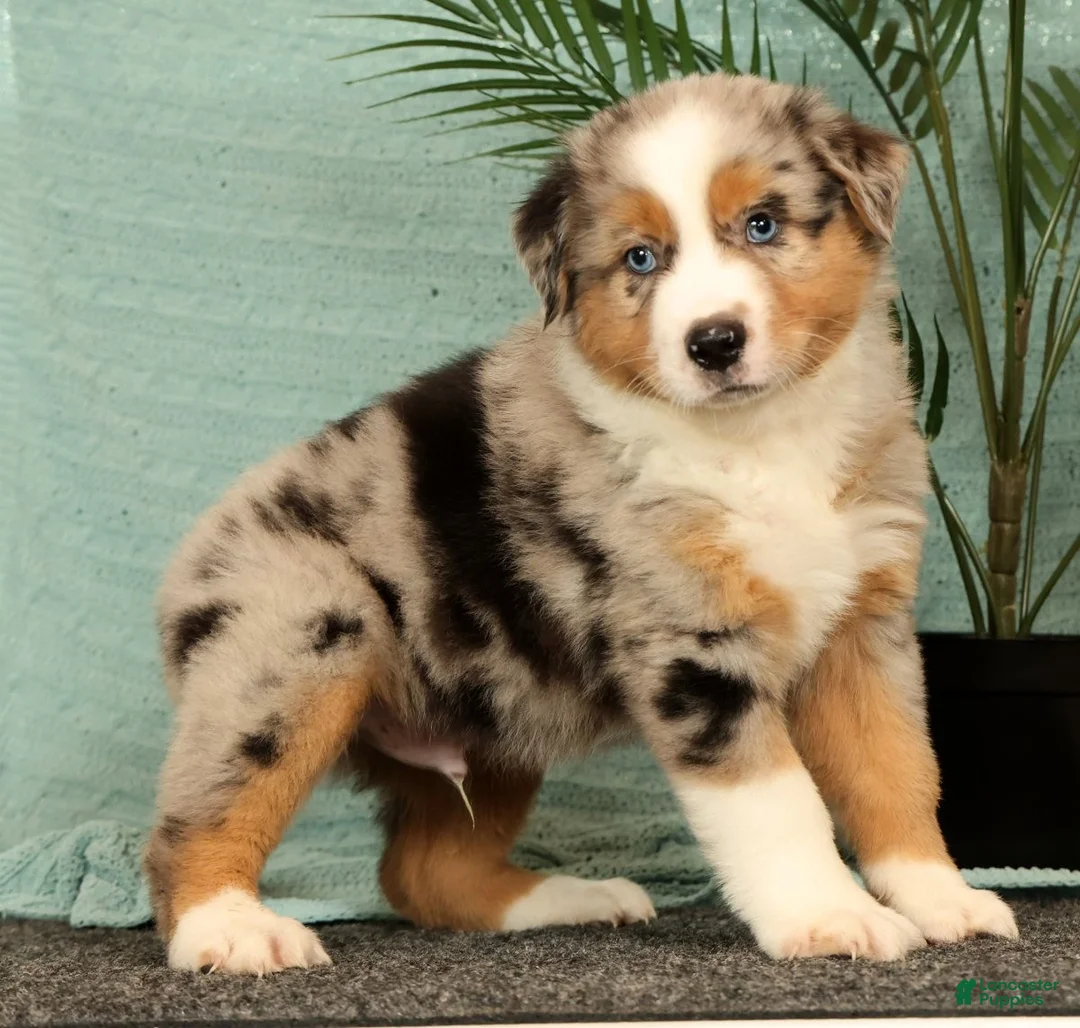 Miniature Australian Shepherd dogs for sale: Jasper - Ad 2