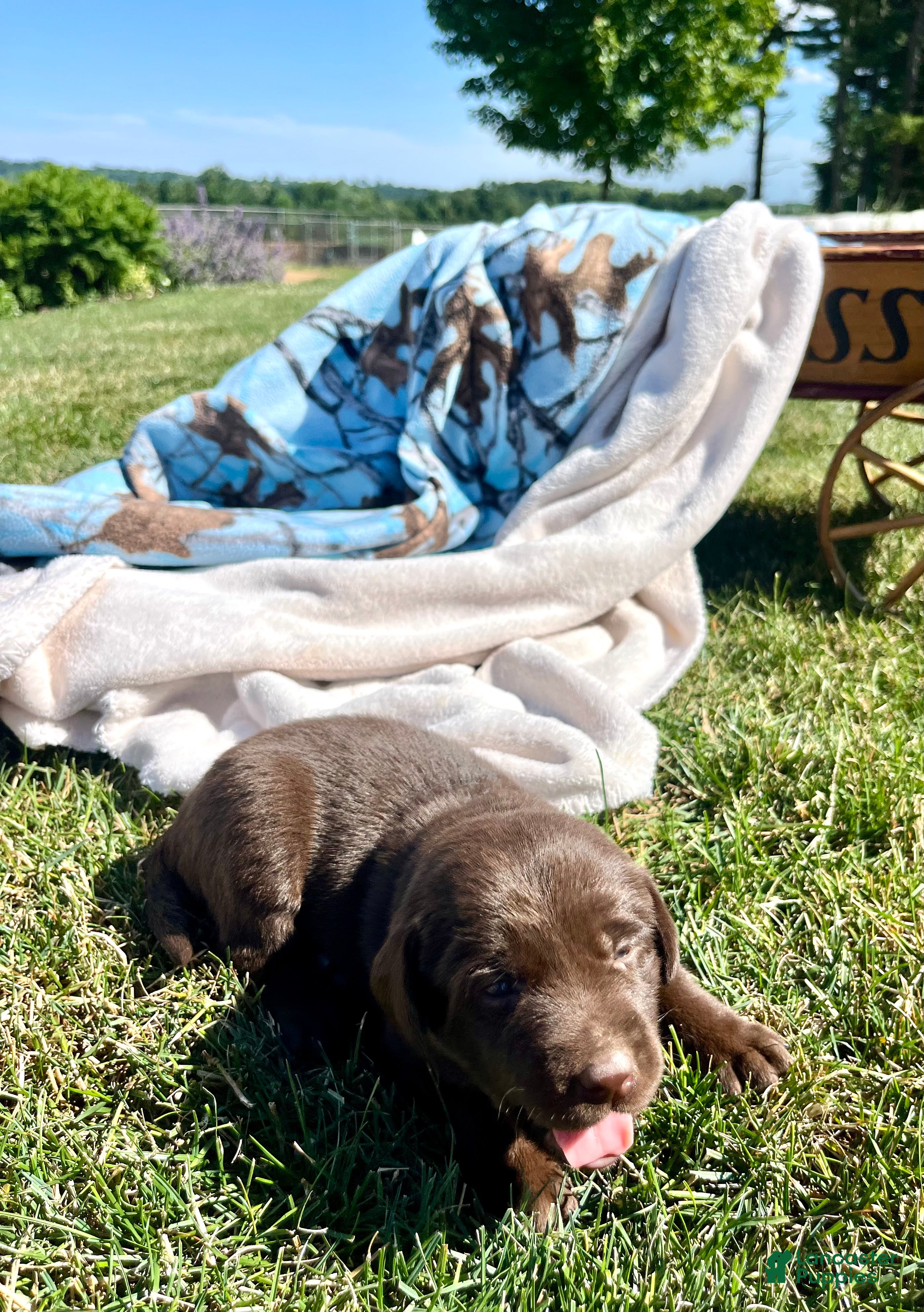 Labrador Retriever dogs Tanya❤️AKC Hip Cert - Ad 2