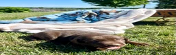 Labrador Retriever dogs for sale: Tanya❤️AKC Hip Cert - Ad 2