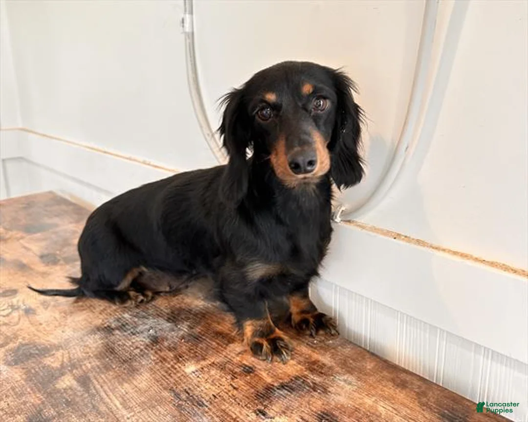 Dachshund dogs for sale: Astrid - Ad 4