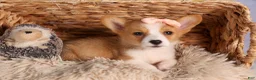 Welsh Corgi Pembroke dogs for sale: Carrie  - Ad 15