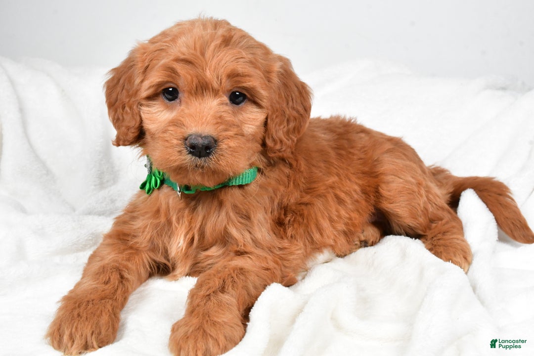Mini Goldendoodle dogs for sale: Biff - Ad 5