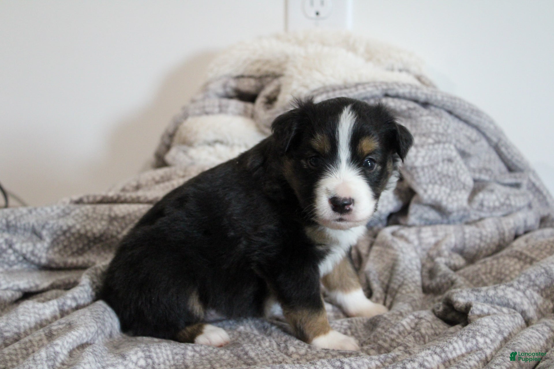 Miniature Australian Shepherd dogs Georgia - Ad 2