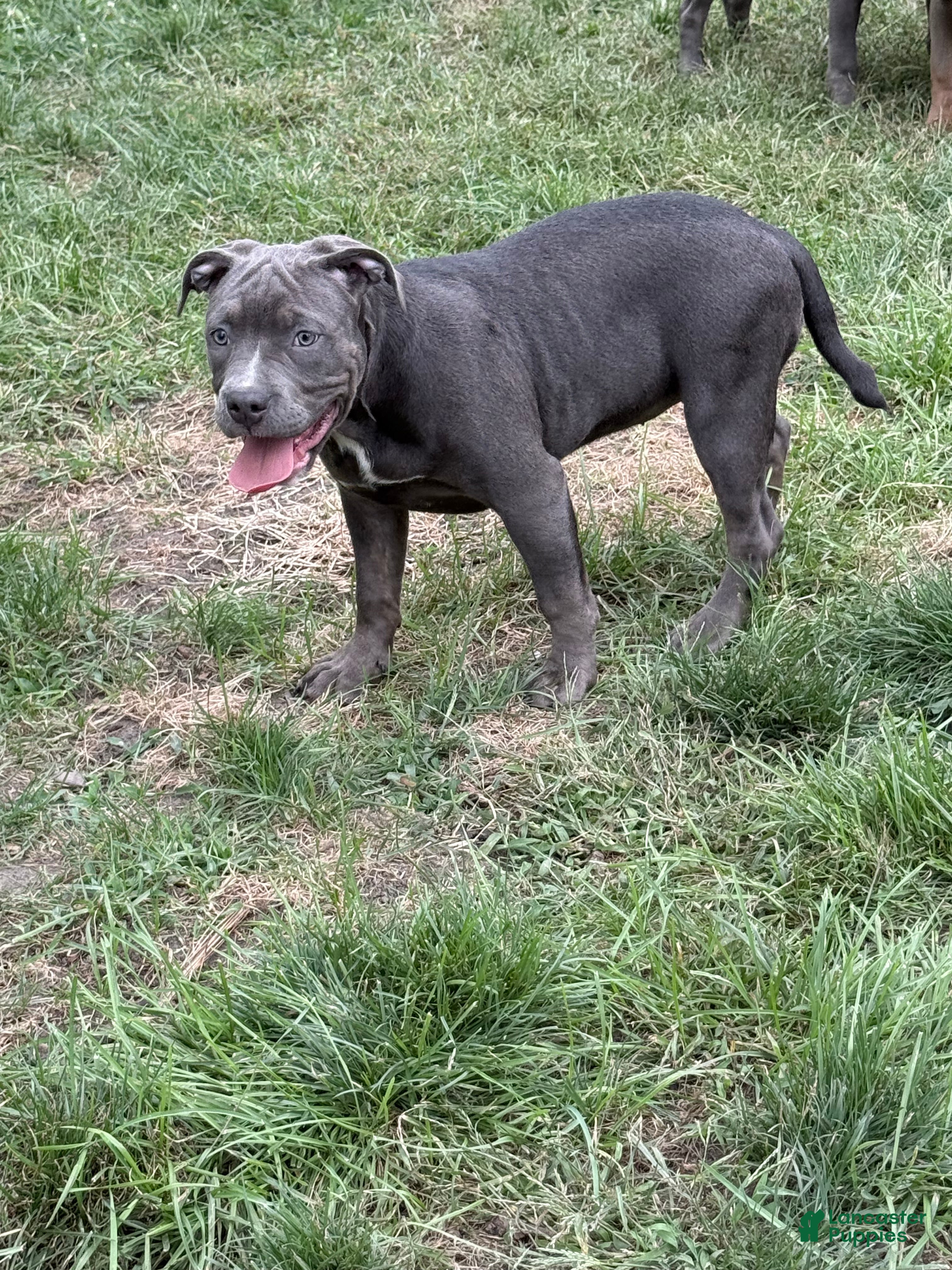 American Bully dogs Sugar - Ad 2