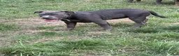 American Bully dogs for sale: Sugar - Ad 2