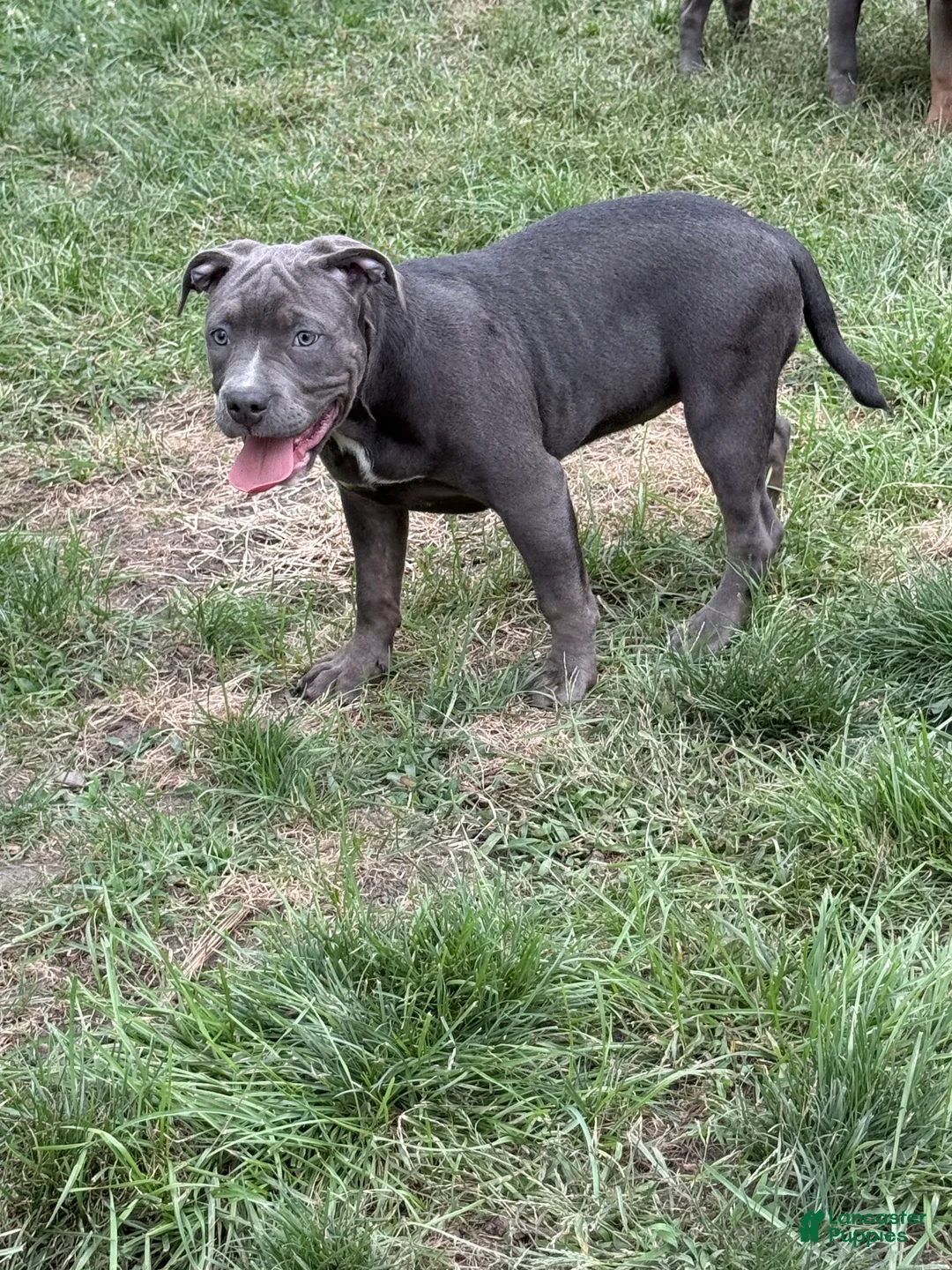 American Bully dogs for sale: Sugar - Ad 2
