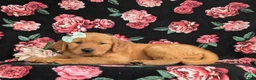 Golden Retriever dogs for sale: Zia AKC Reg - Ad 5