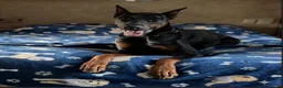 Doberman Pinscher dogs for sale: Green Collar Dobie - Ad 18