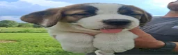 Saint Bernard dogs for sale: Peaches  - Ad 4