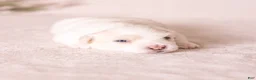 Coton De Tulear dogs for sale: Magnolia - Ad 4