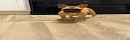 French Bulldog dogs for sale: Teddy - Ad 2