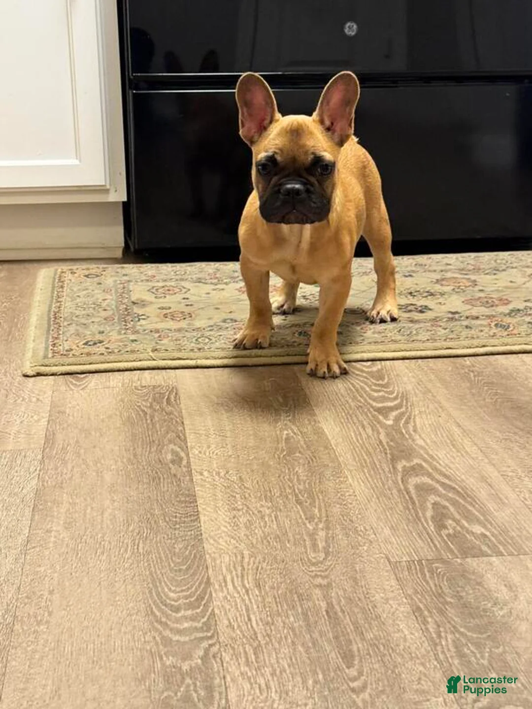 French Bulldog dogs for sale: Teddy - Ad 2