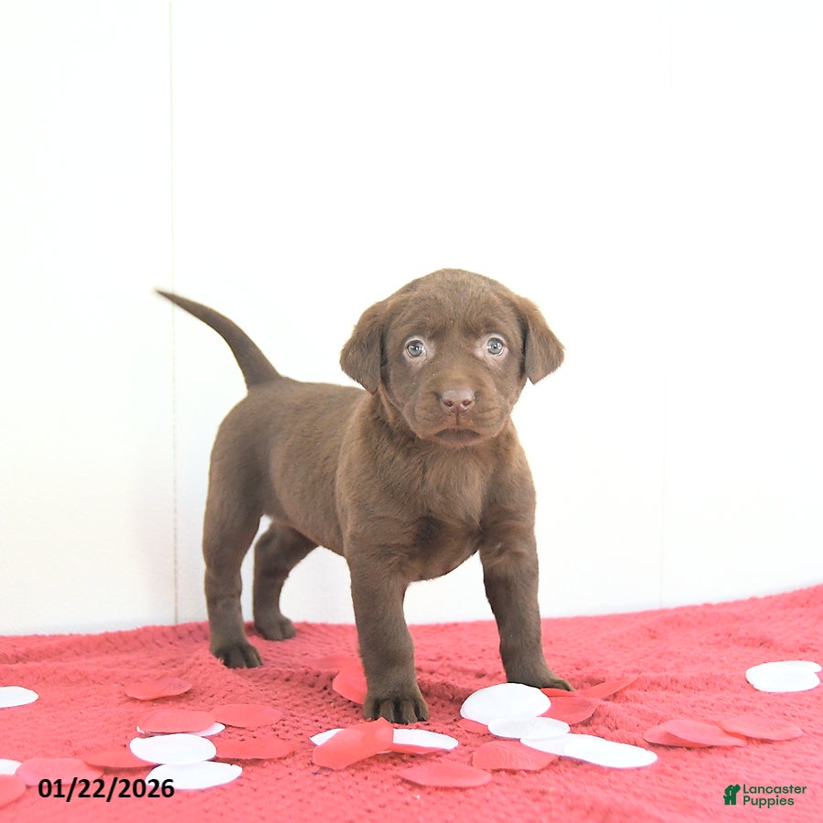 Labrador Retriever dogs Nova - Ad 5