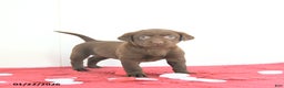 Labrador Retriever dogs for sale: Nova - Ad 1