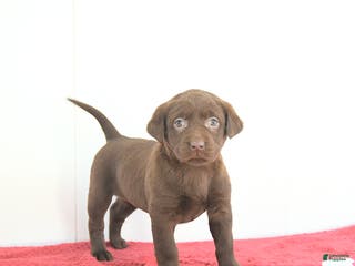 Labrador Retriever dogs Nova - Ad 5