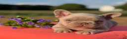 French Bulldog dogs for sale: Cami  - Ad 8
