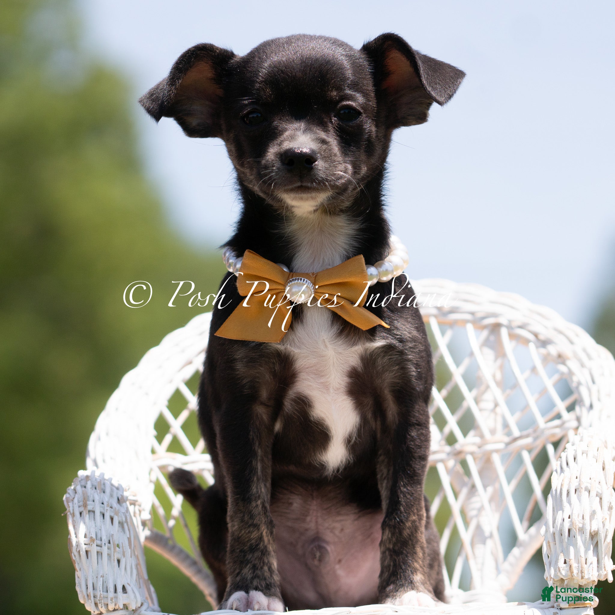 Chihuahua dogs Moonie - Ad 40